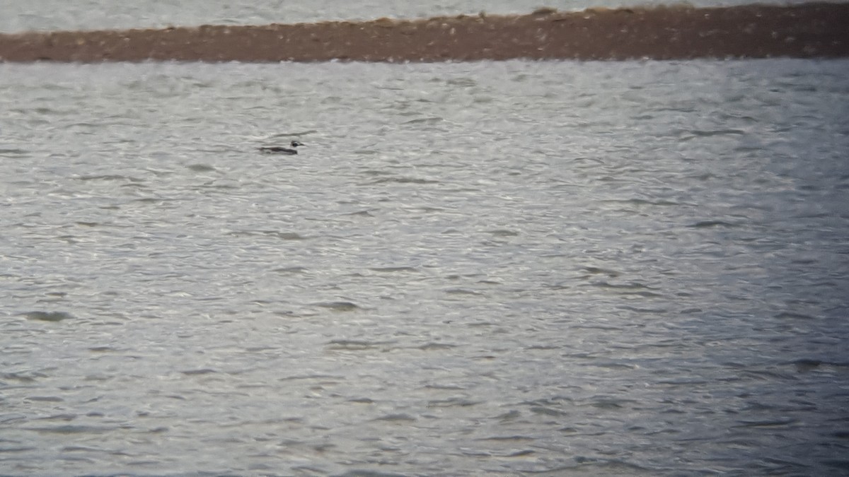 Long-tailed Duck - Justin  Nation