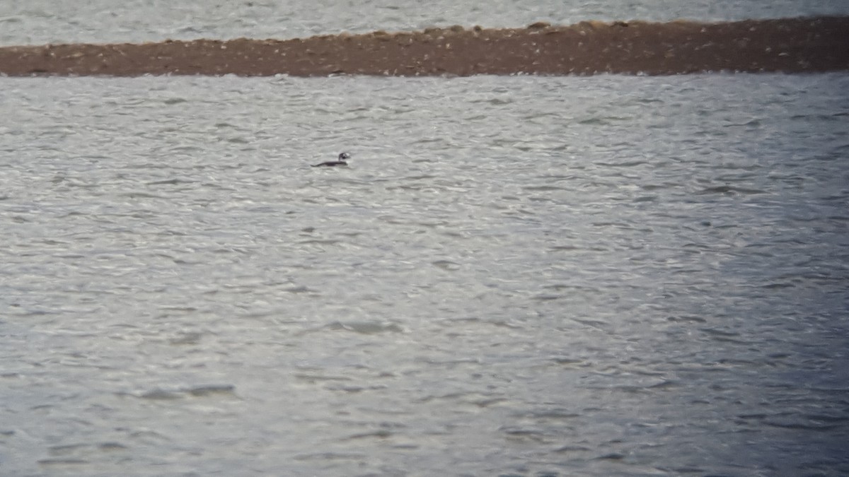 Long-tailed Duck - ML45239711