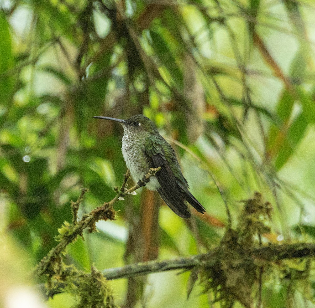 Many-spotted Hummingbird - Terry  Hurst