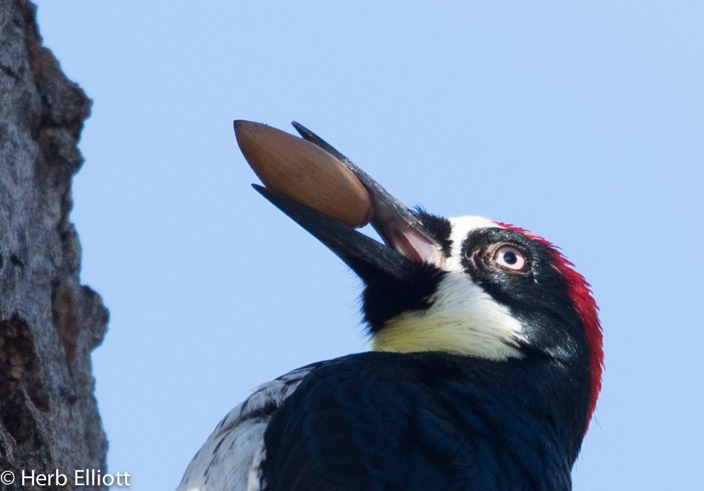 Acorn Woodpecker - ML45239901