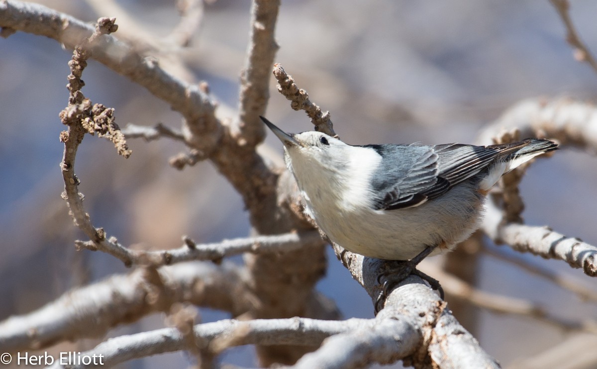 White-breasted Nuthatch - ML45240141