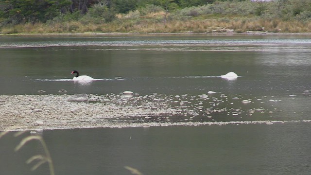 Black-necked Swan - ML452402791