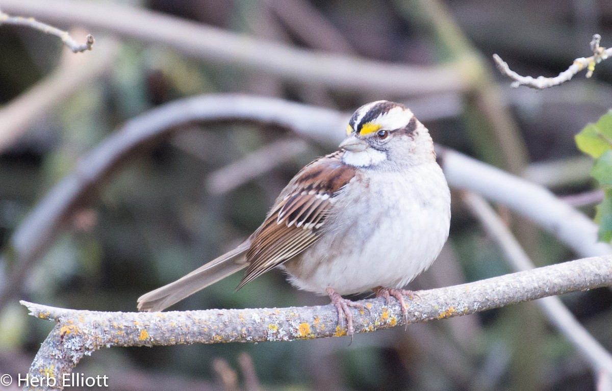 White-throated Sparrow - ML45240311