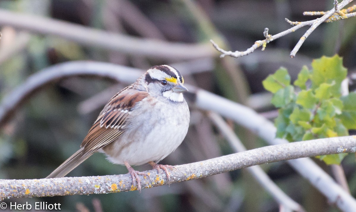 White-throated Sparrow - ML45240341