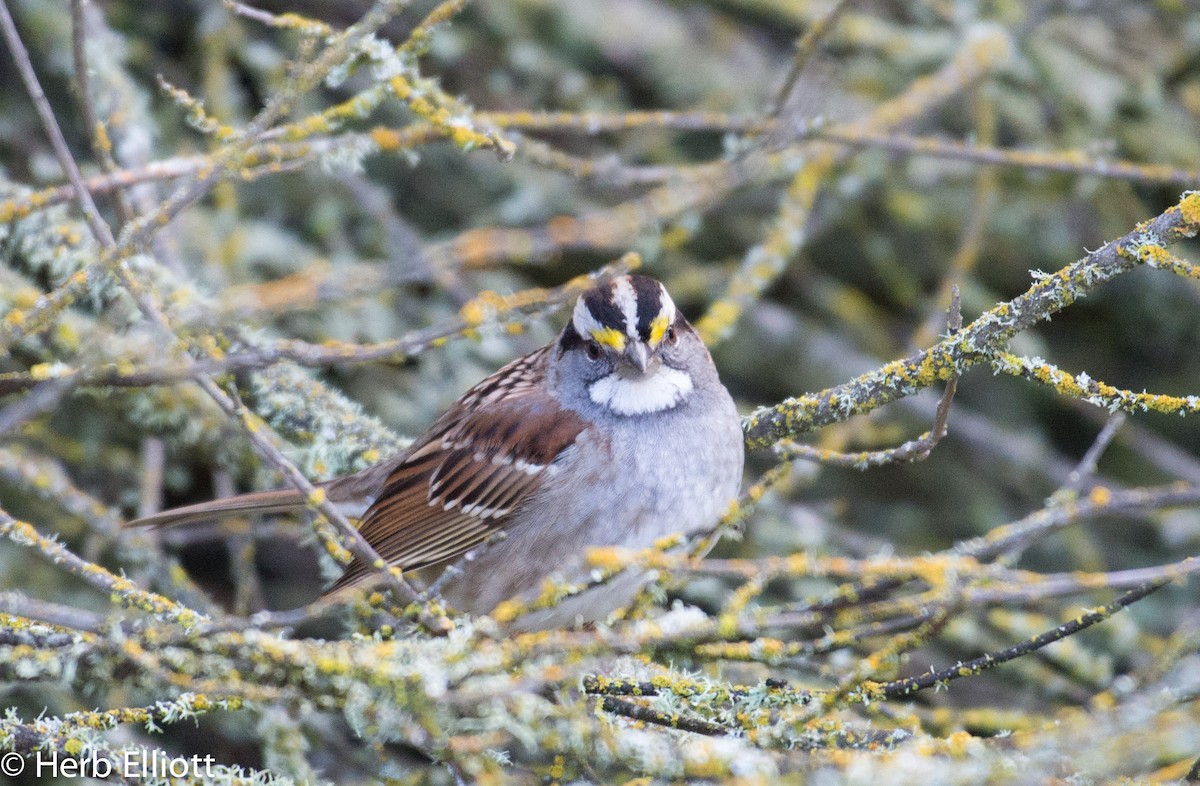 White-throated Sparrow - ML45240381