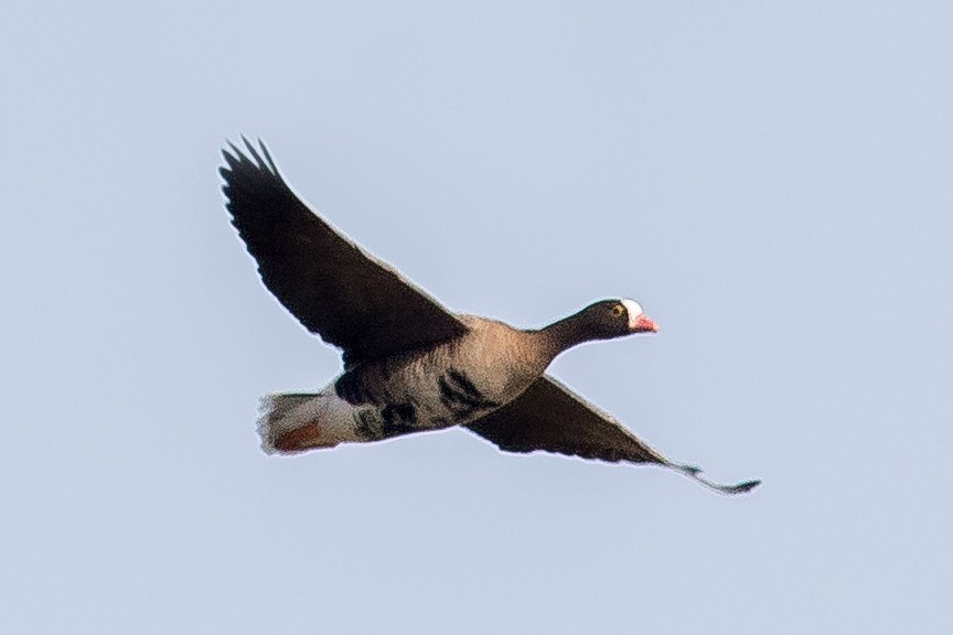 Lesser White-fronted Goose - ML452406981