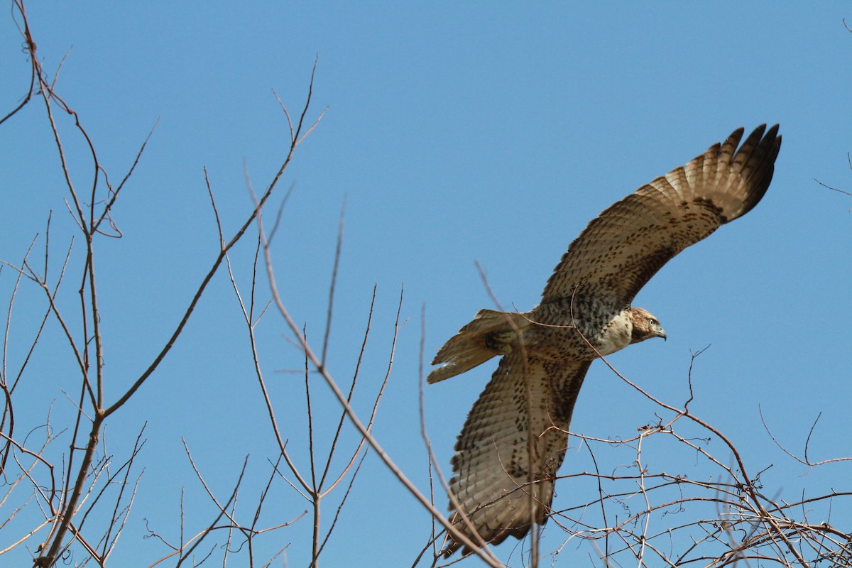 Red-tailed Hawk - Brent Ortego