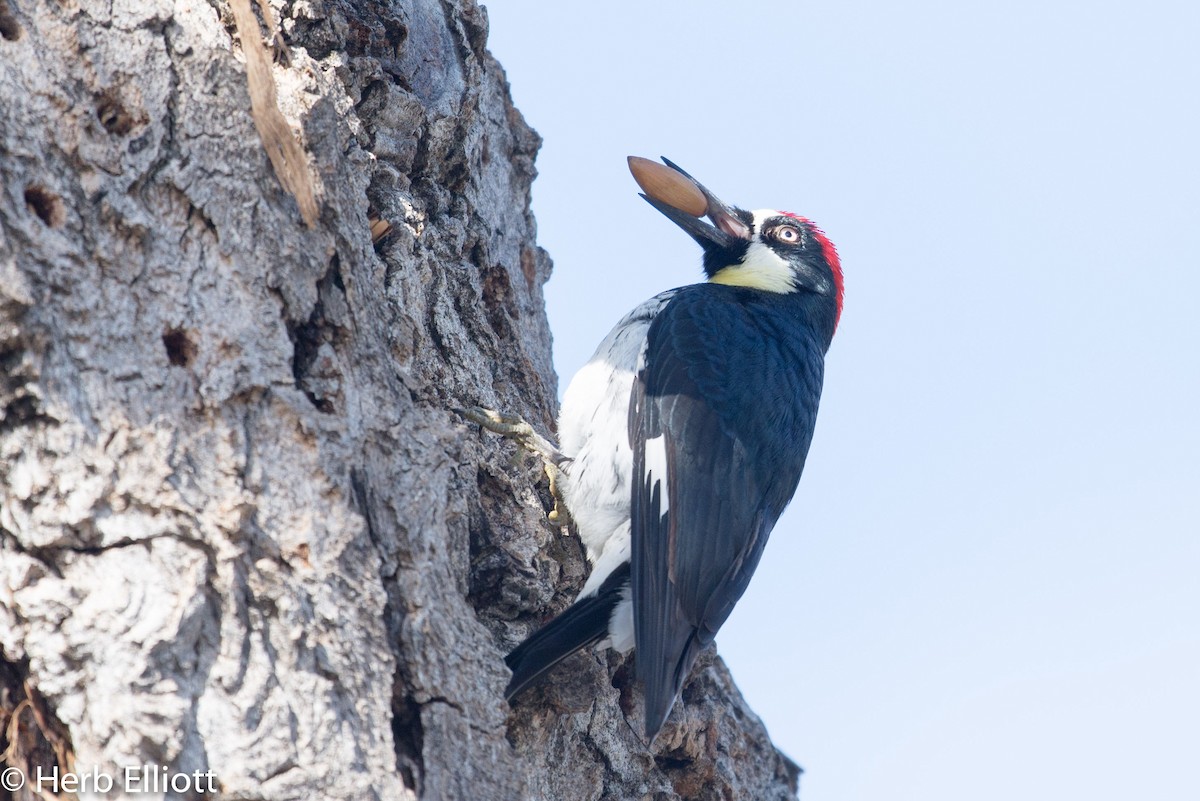 Acorn Woodpecker - ML45240811