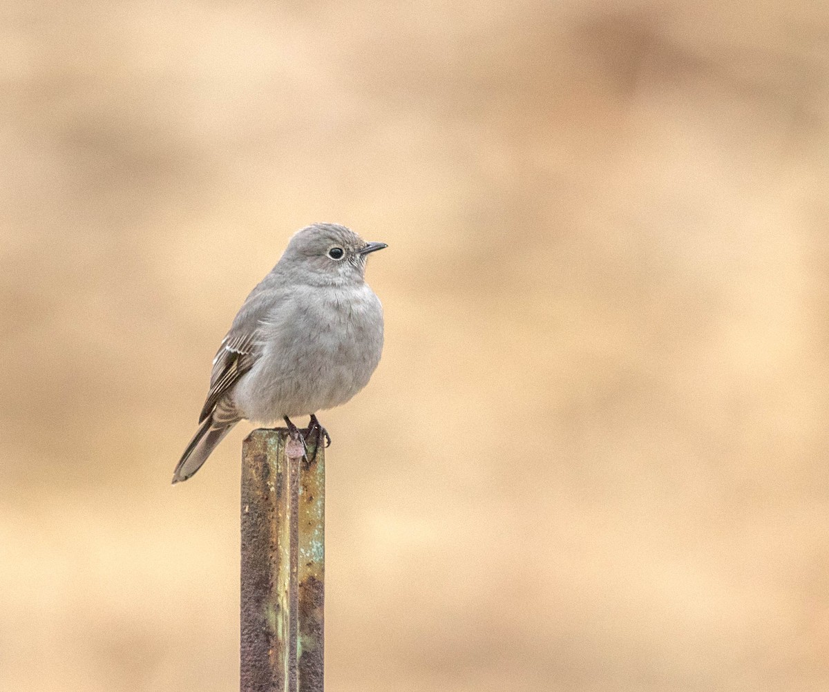 Townsend's Solitaire - ML45241211
