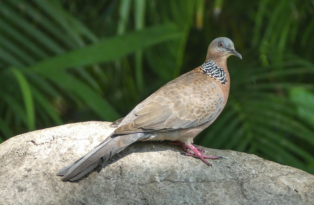Spotted Dove - Gale VerHague