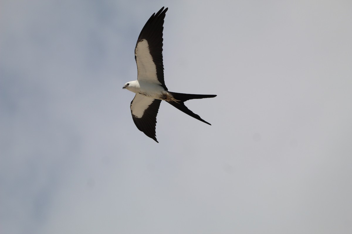 Swallow-tailed Kite - Jessica D