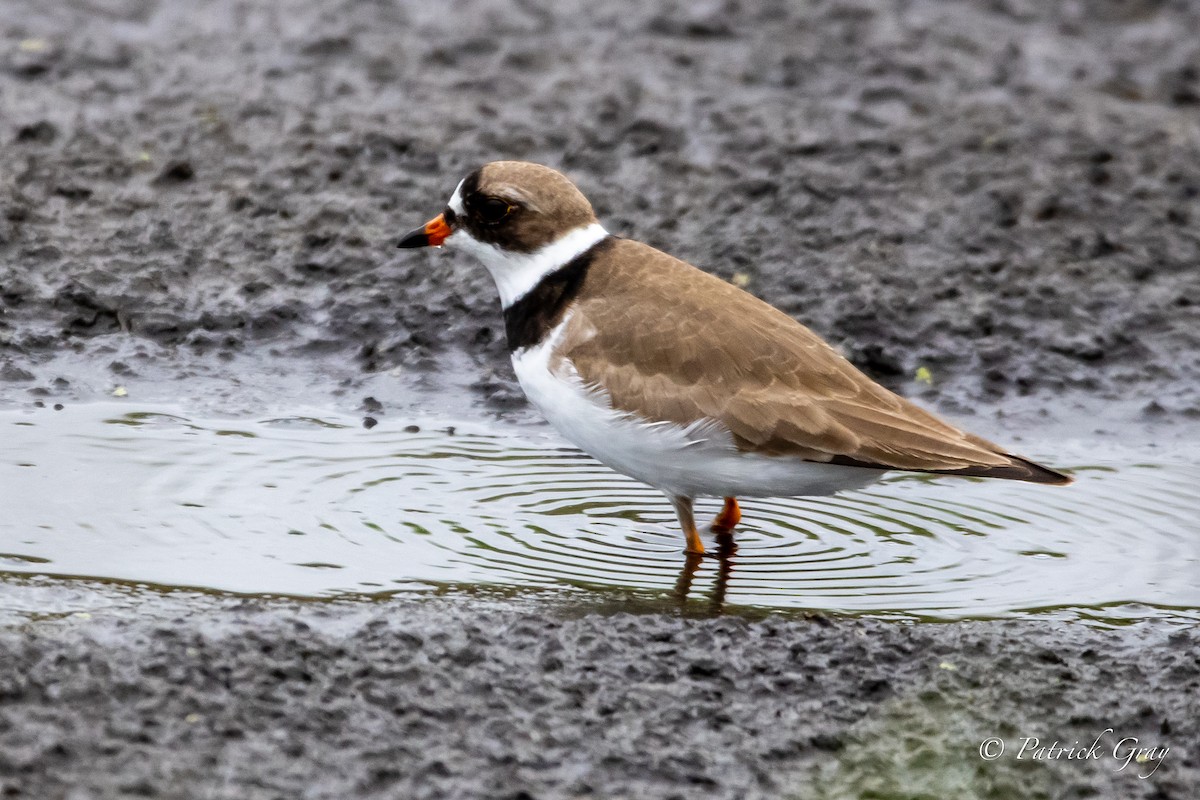 Semipalmated Plover - ML452419661