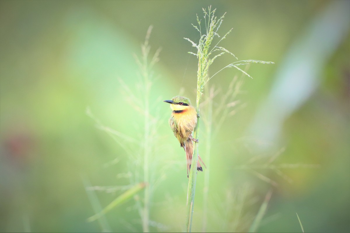Little Bee-eater - ML452419721