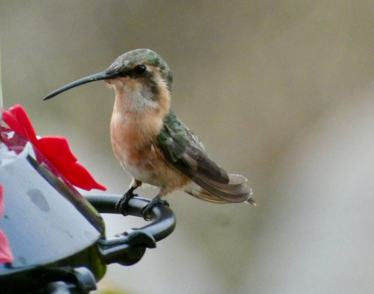 Beautiful Hummingbird - ML452419921