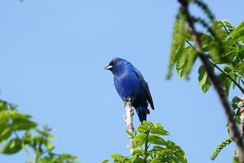 Indigo Bunting - Karen Thompson
