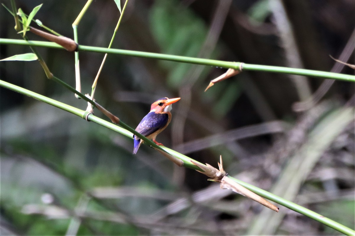 African Pygmy Kingfisher - ML452421801