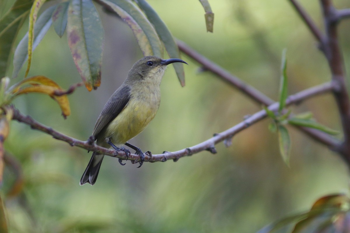 Variable Sunbird (Yellow-bellied) - John C Sullivan