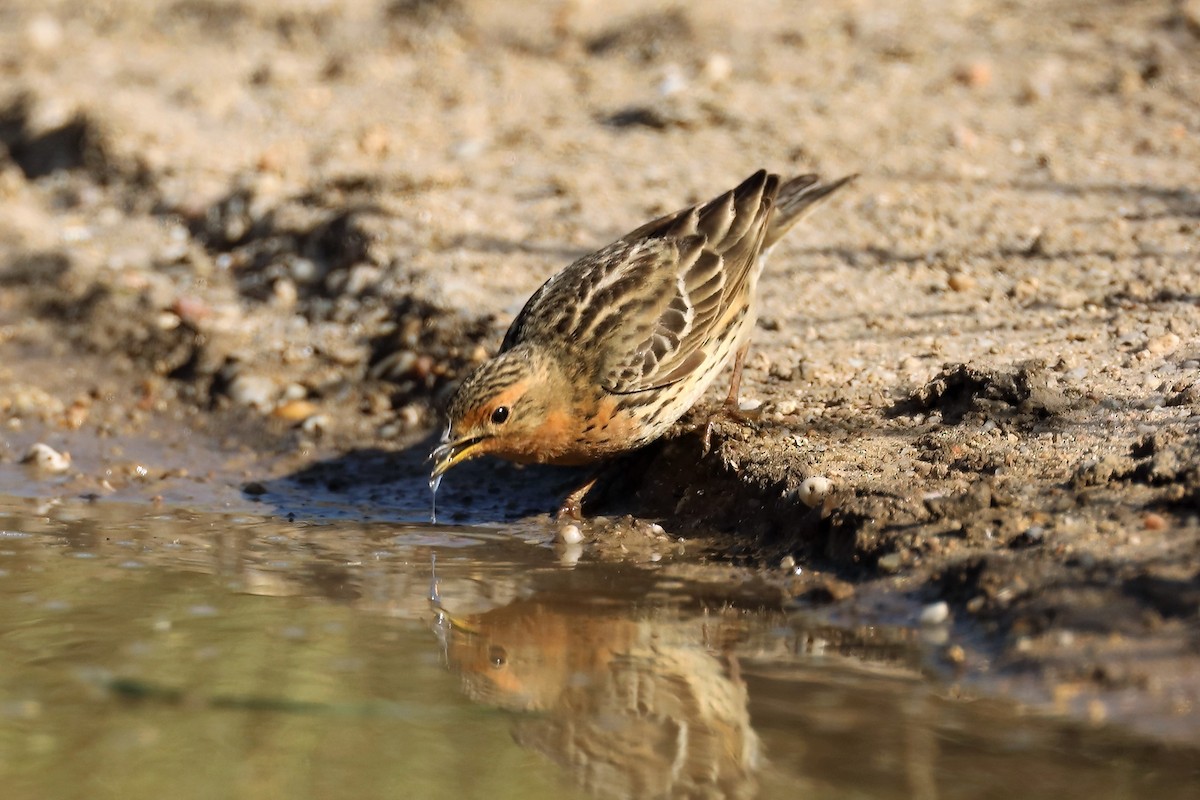 Red-throated Pipit - ML452424641