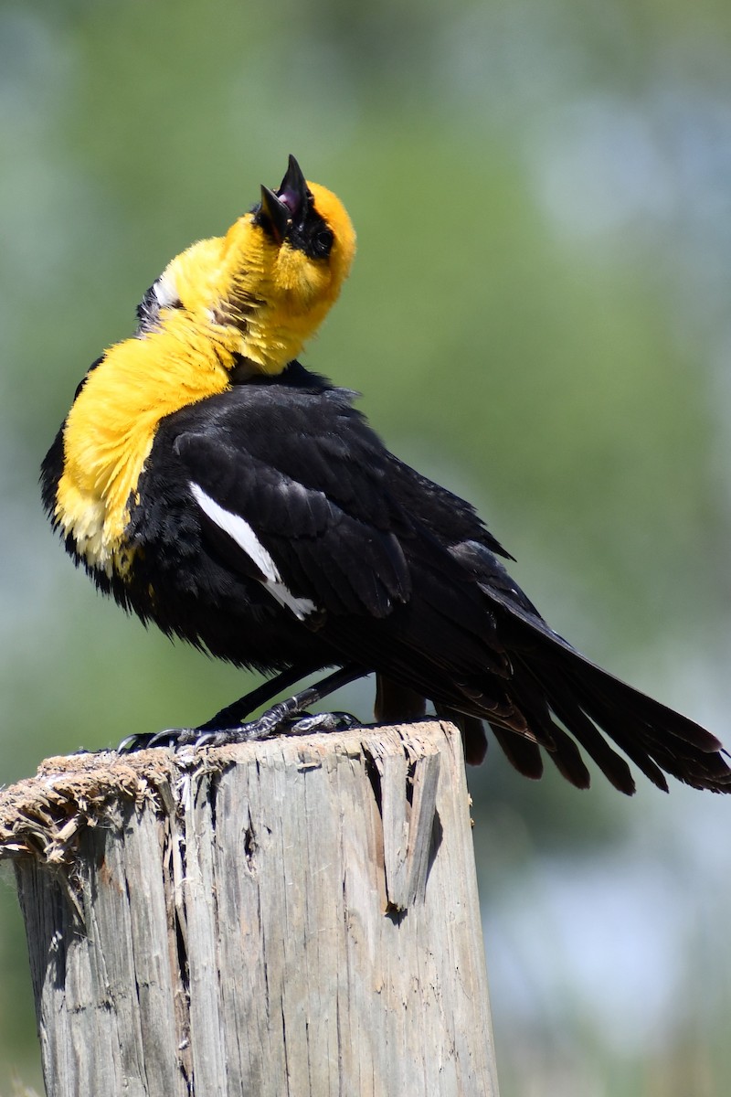 Yellow-headed Blackbird - ML452425071