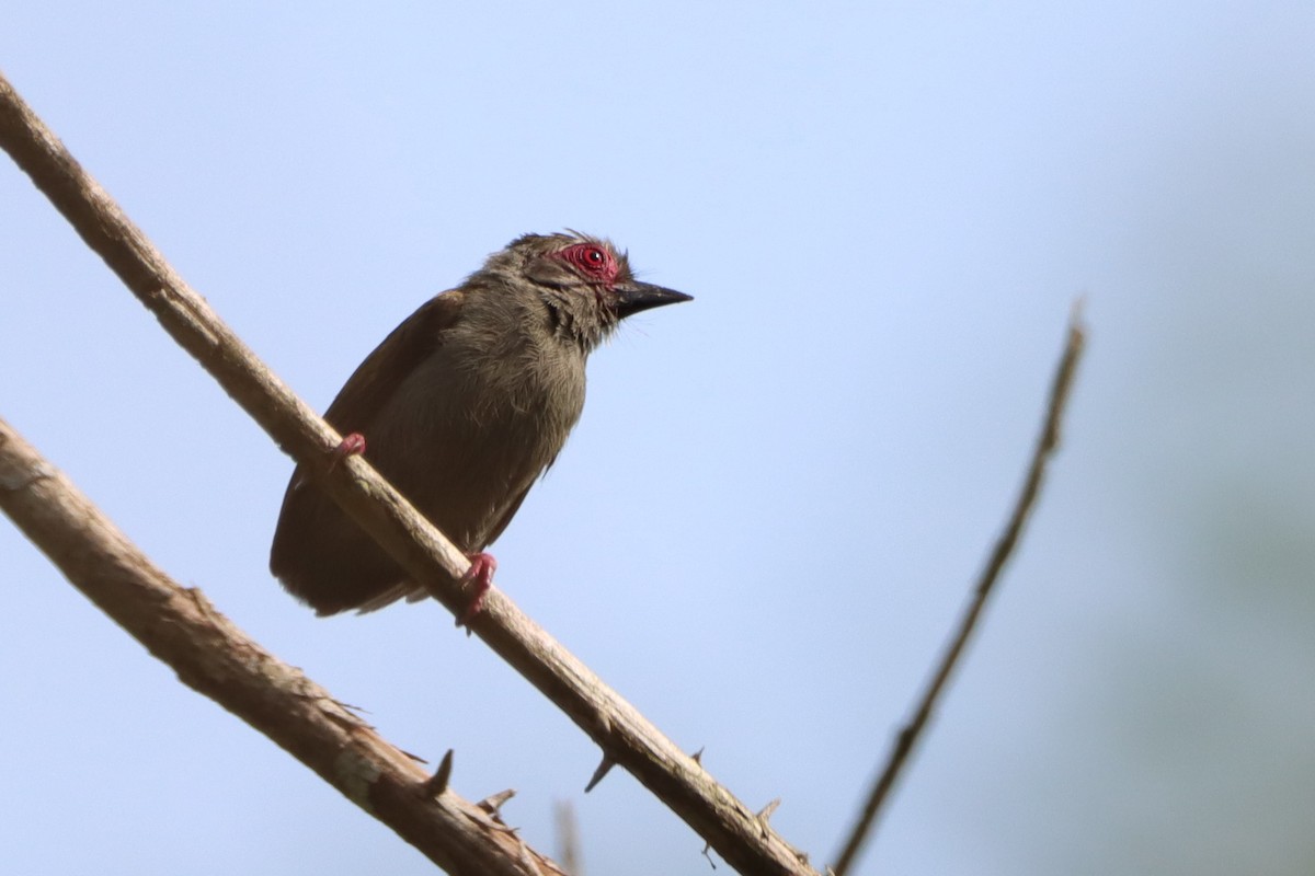 African Piculet - ML452429061