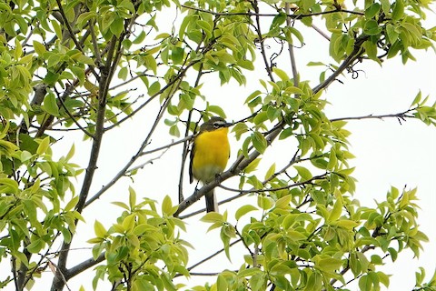 Yellow-breasted Chat - Karen Thompson