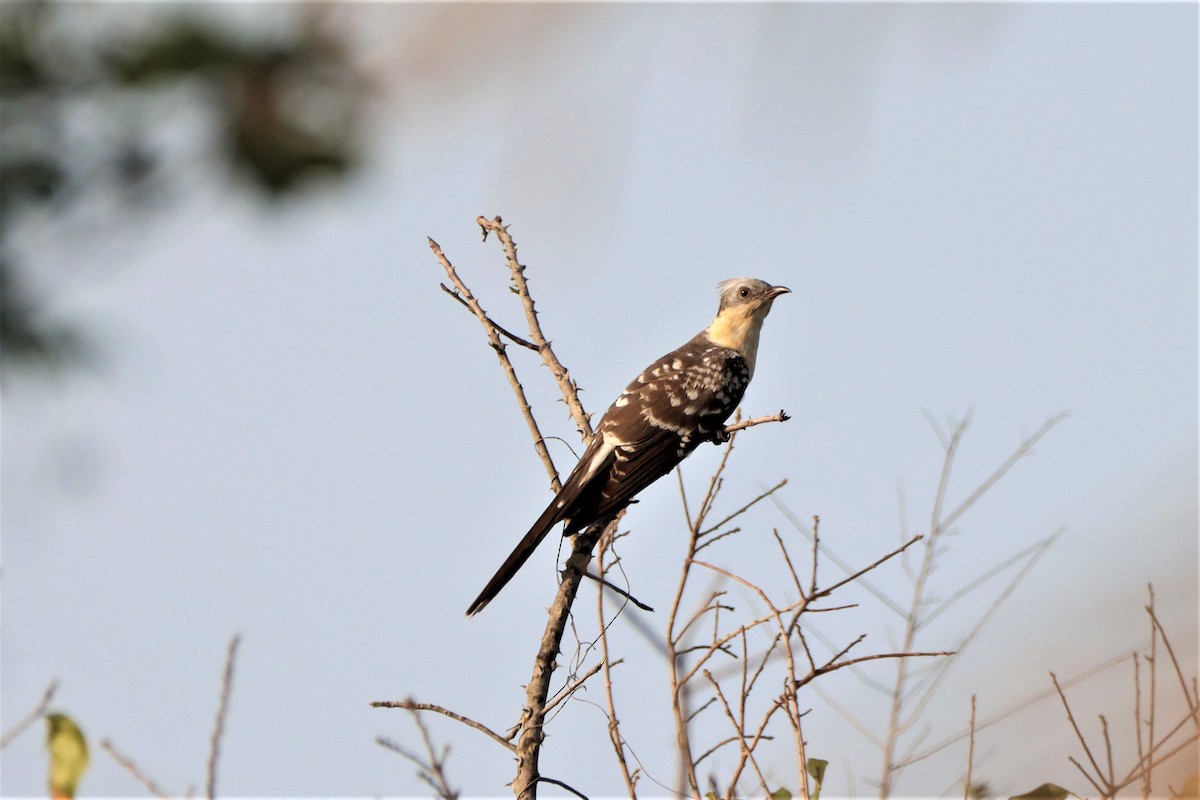 Great Spotted Cuckoo - Erwin Van de Put