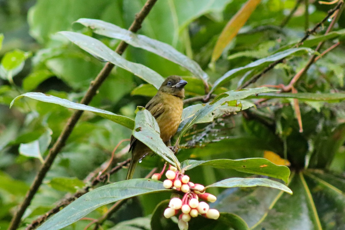 Ochre-breasted Tanager - ML452438981