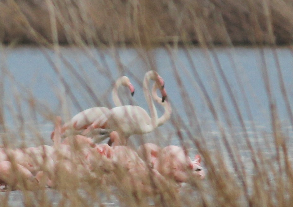 Greater Flamingo - ML45244501