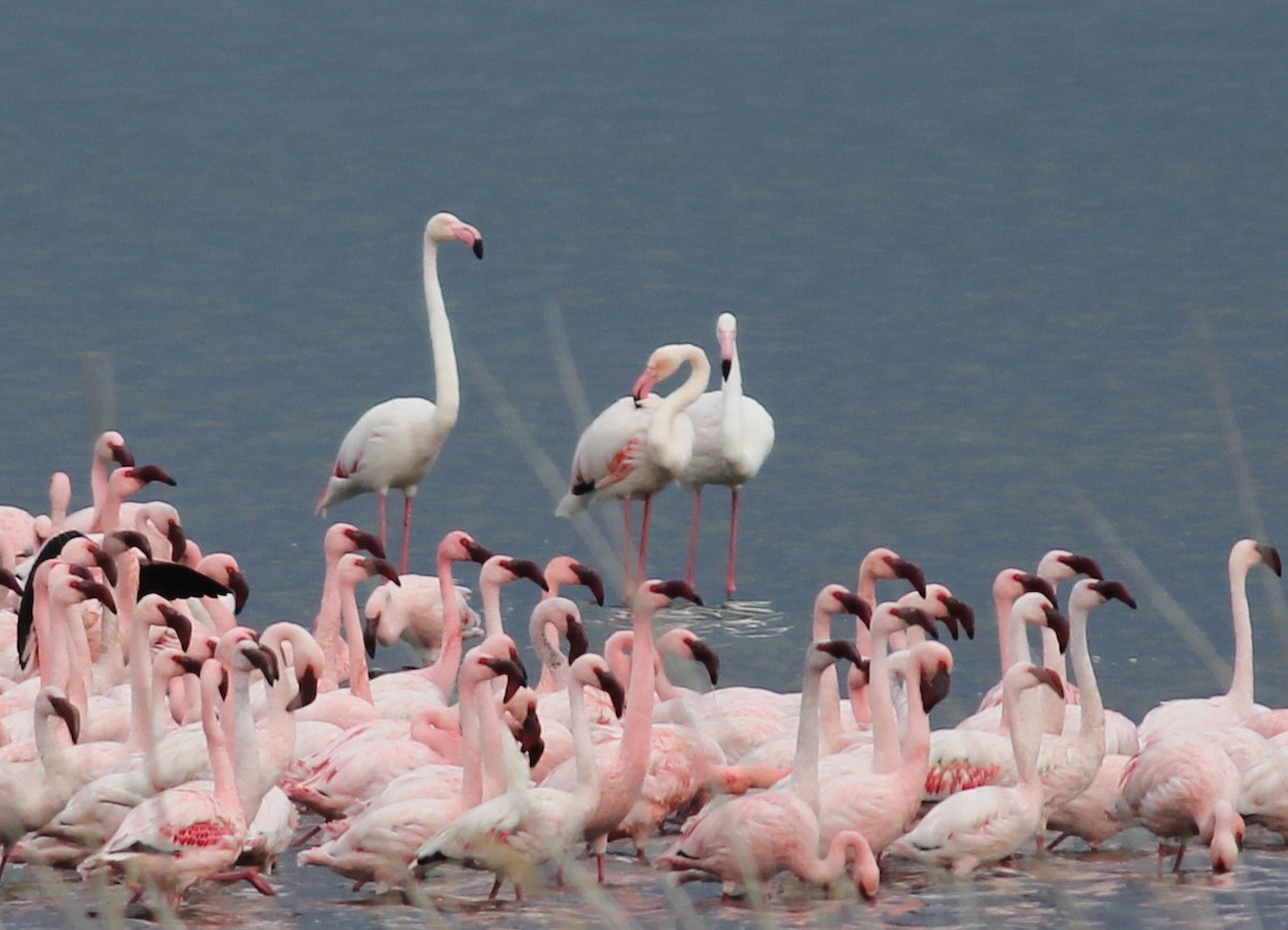 Розовый фламинго - ML45244741