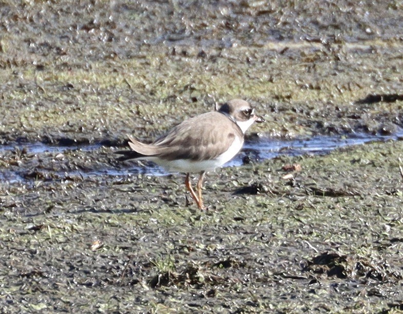 Semipalmated Plover - ML452452651