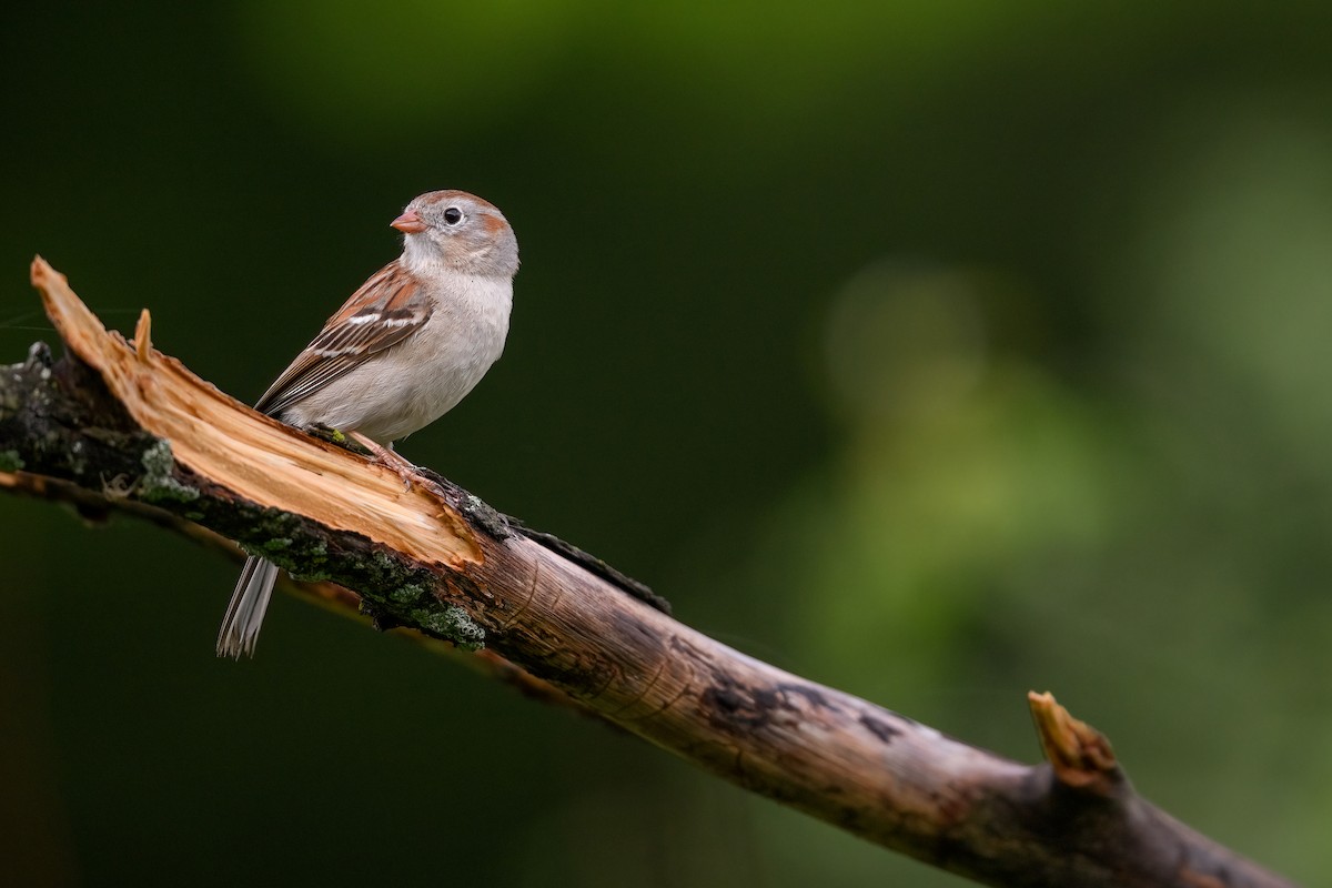 Field Sparrow - ML452453701