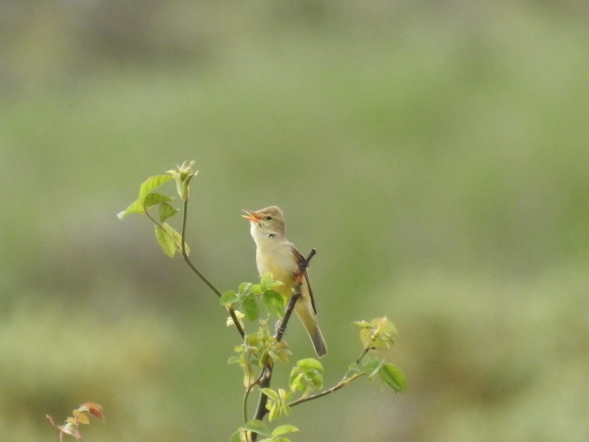 Melodious Warbler - ML452453751
