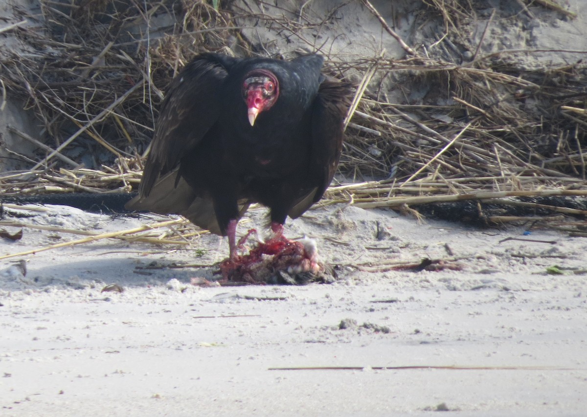Turkey Vulture - Tim Armstrong