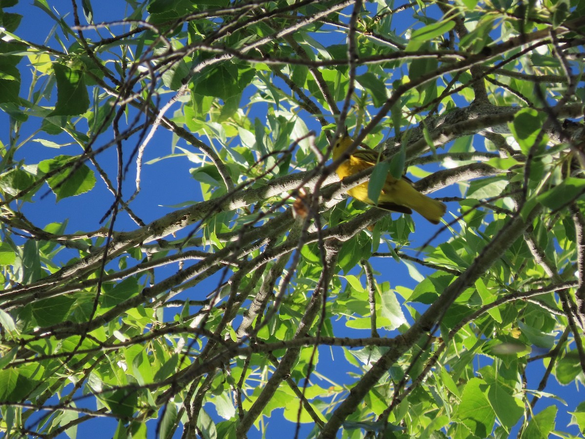 Yellow Warbler - ML452461161