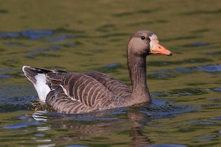 Greater White-fronted Goose (Greenland), ML452472611