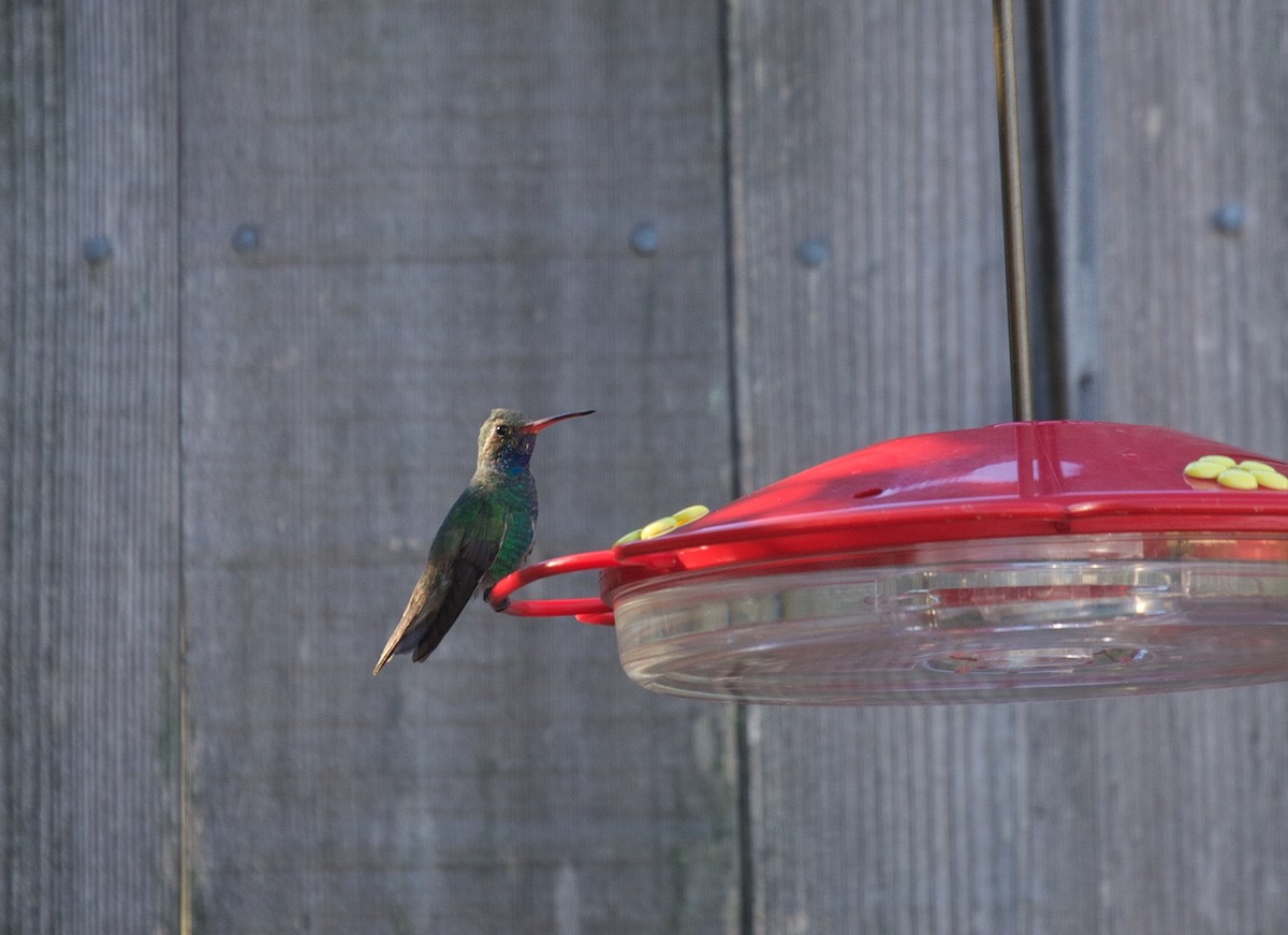 Broad-billed Hummingbird - Matt Brady