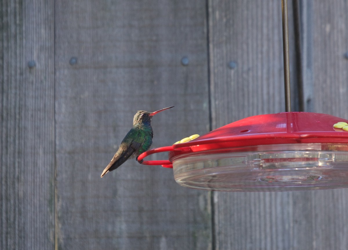 Broad-billed Hummingbird - Matt Brady