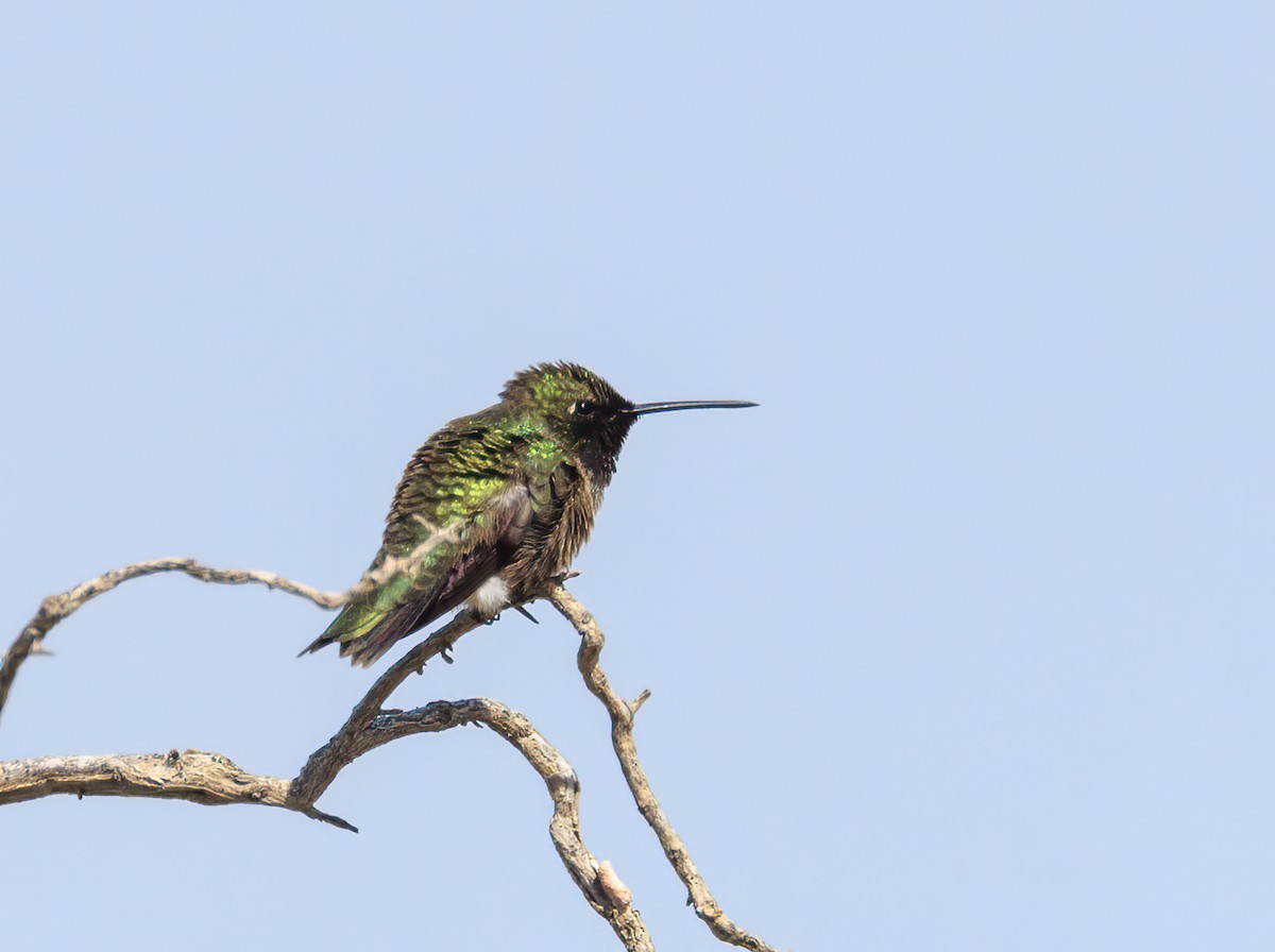 Black-chinned Hummingbird - Verlee Sanburg