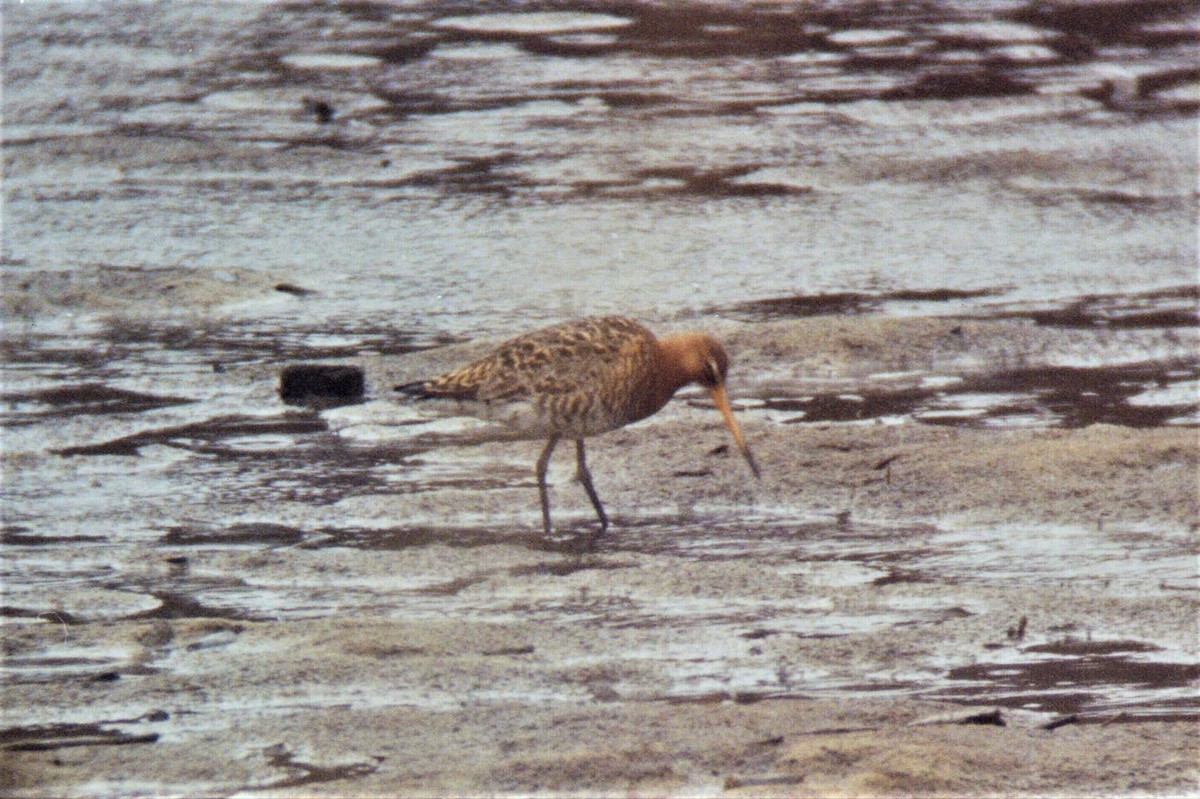 Black-tailed Godwit (islandica) - ML45248171
