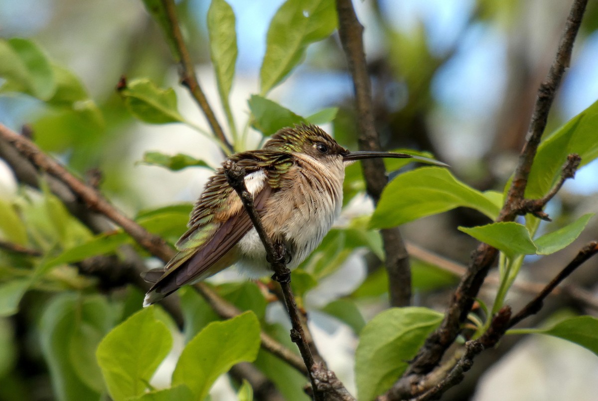 Ruby-throated Hummingbird - ML452484111