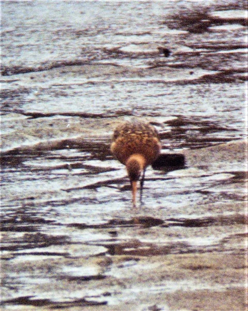 Black-tailed Godwit (islandica) - ML45248421