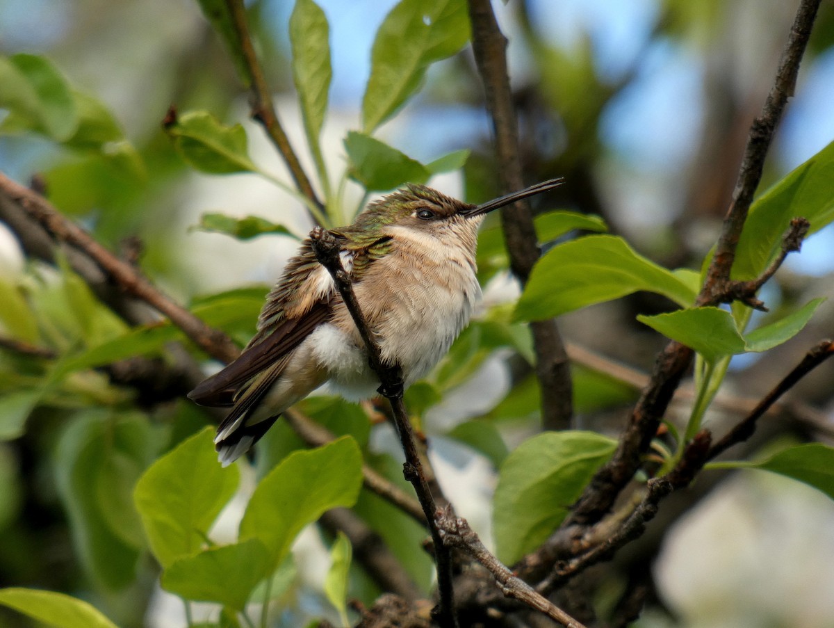 Ruby-throated Hummingbird - ML452484711