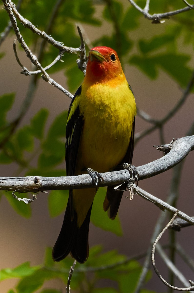 Western Tanager - ML452491241