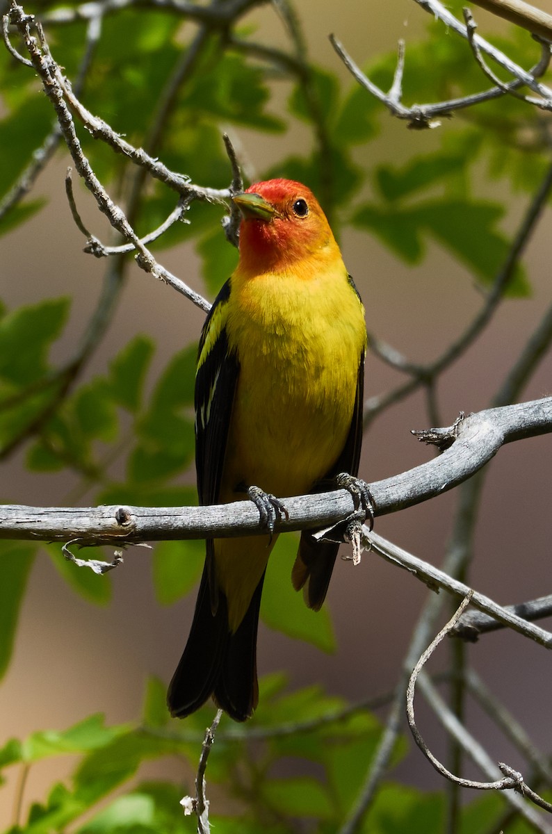 Western Tanager - ML452491271