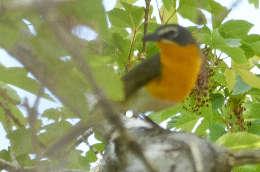 Yellow-breasted Chat - ML452491291