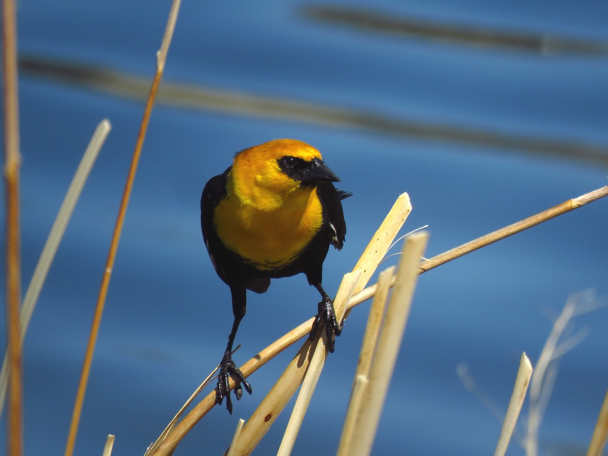 Yellow-headed Blackbird - ML452498631