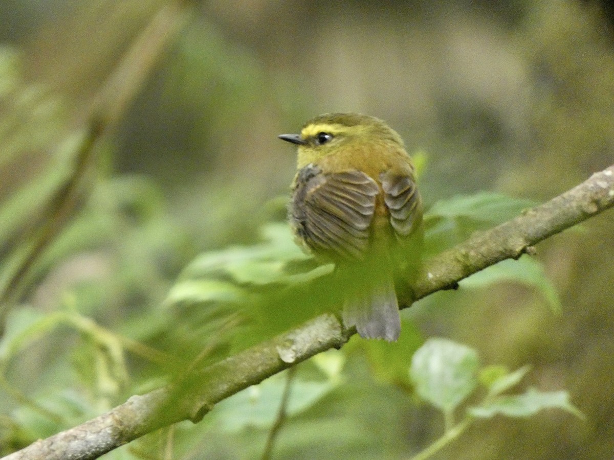 Yellow-bellied Chat-Tyrant - ML452498841