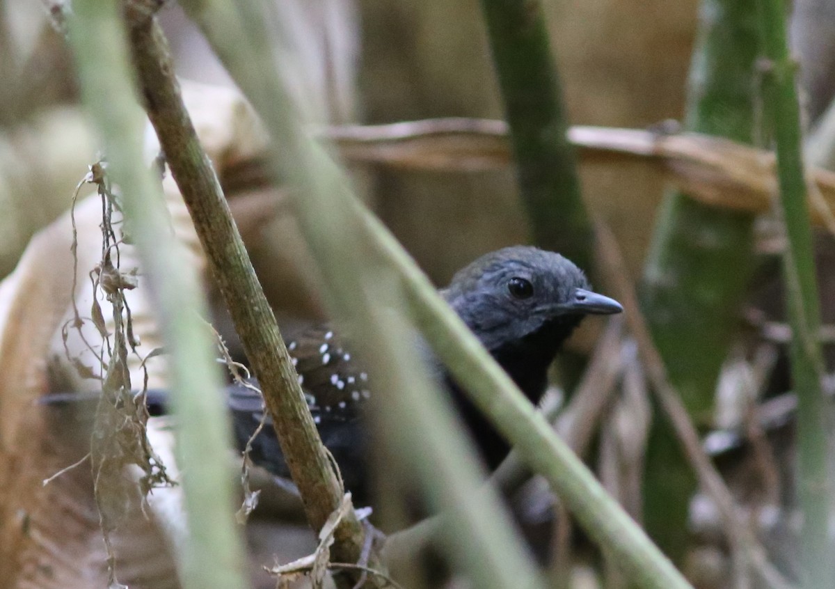 Black-throated Antbird - ML45250071