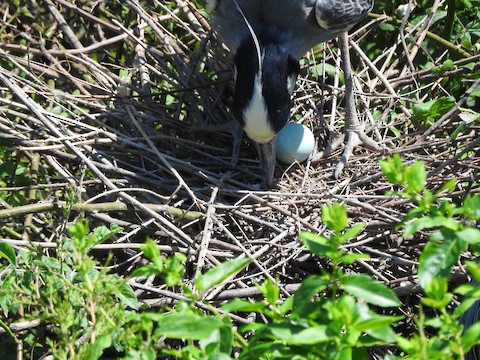 Yellow-crowned Night-Heron - Victoria  Sindlinger