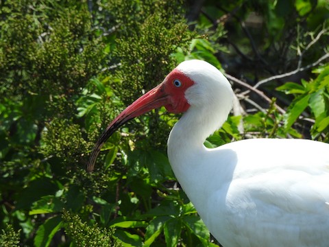 White Ibis - Victoria  Sindlinger